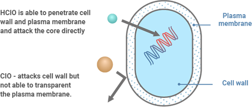 Image explaining why HCIO is stronger bacterisidal efficacy than Cl-